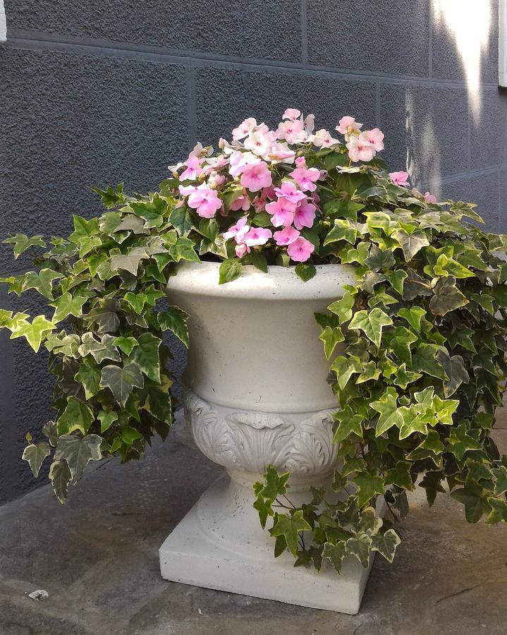 B&B Le Magnolie Gallarate Exteriér fotografie